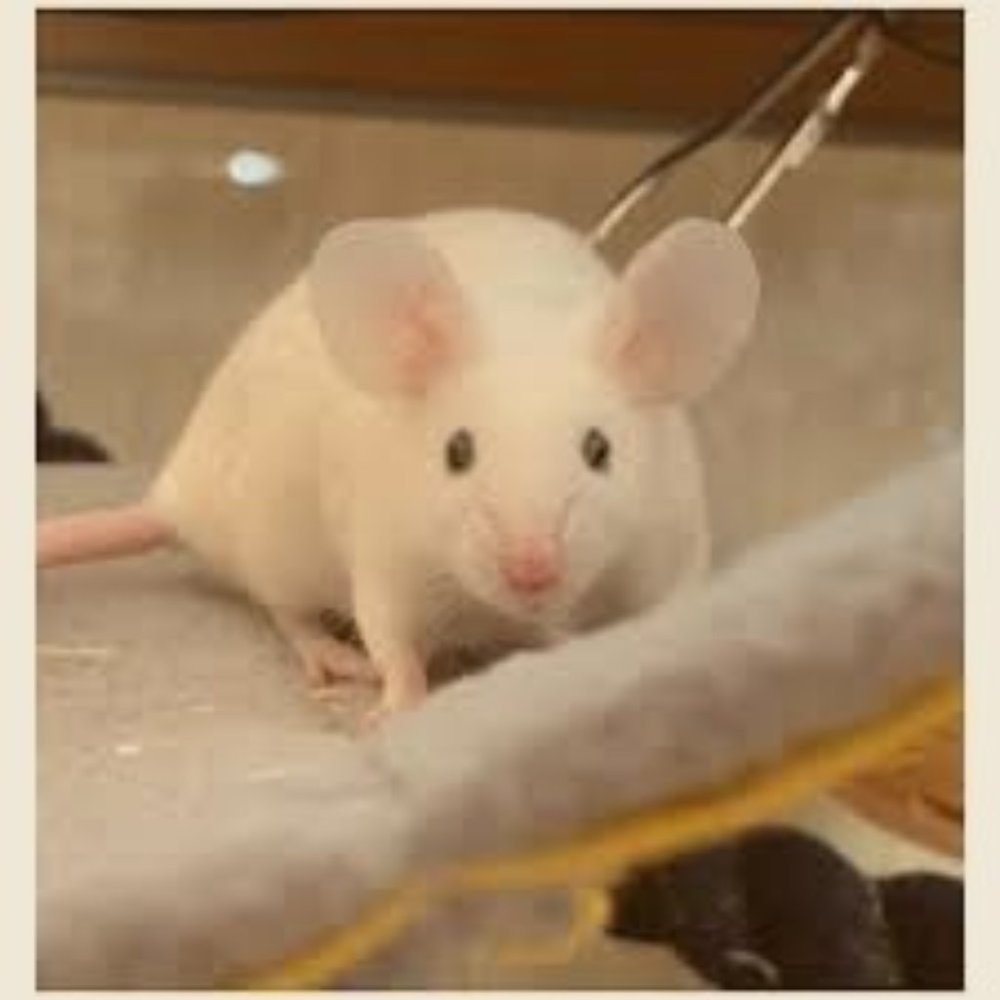 Meet your Posher, Lylina